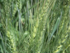 וילה%20בתלמים-קסם%20בתלם%20,%20תלמים